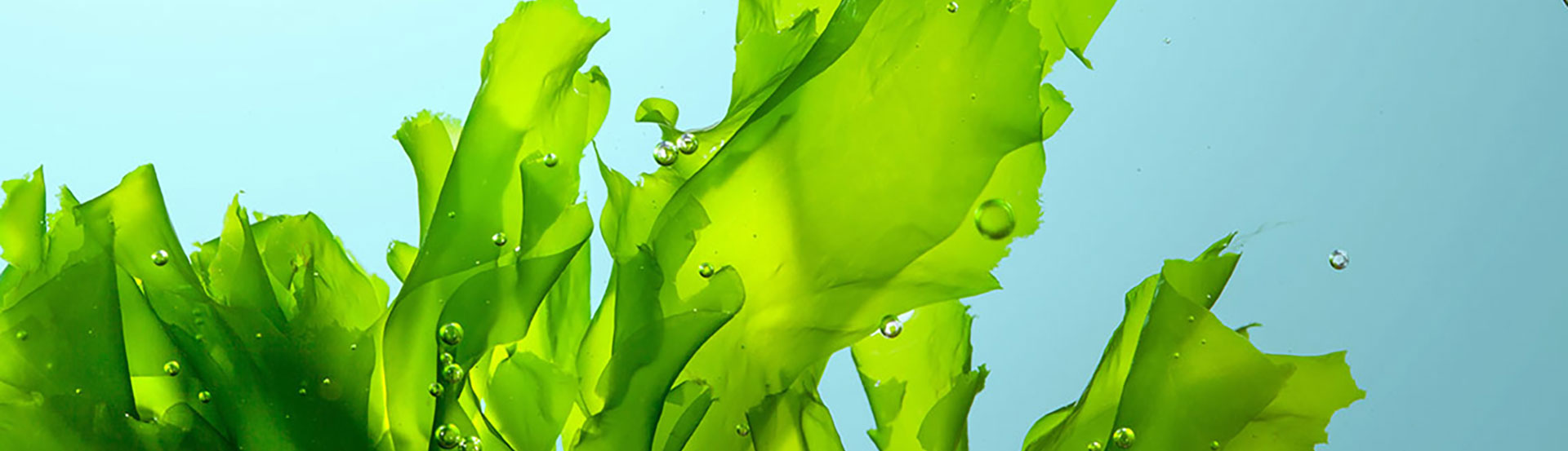 DHA and ARA from Algae