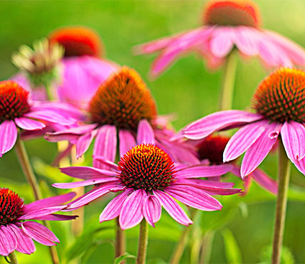Echinacea