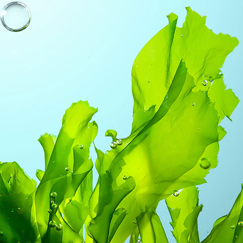 DHA and ARA from Algae