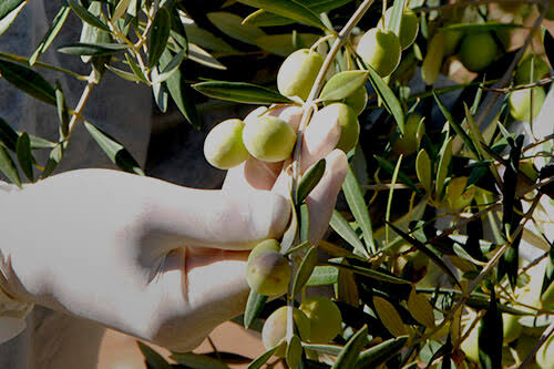 Olive Fruit Extract